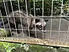 Eine junge Schleichkatze in ihrem Käfig