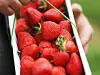 Erdbeeren in Korb