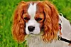 Hund