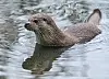 Ein Fischotter (Lutra lutra) in seinem Gehege im Wildpark Schorfheide.