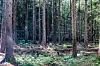 Fichten stehen in einem Waldstück.