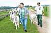 Drei Männer gehen mit Alpakas spazieren