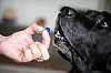 Die Hunde lernen, Bettwanzen zu erschnüffeln.