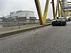 Dieser kleine Vogel lag verletzt auf der Brücke in Moorburg.