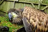 Seeadler