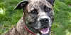 „Listenhund“: Pascha ist ein American-Staffordshire-Terrier-Pitbull-Mischling und lebt seit 2017 im Tierheim Süderstraße.
