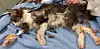 Hamburg: Die Katzen-Omi Lilo musste unter Narkose gesetzt werden, um die Filz- und Dreckklumpen zu entfernen.