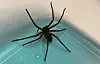 Spinne in Supermarkt in Prerow