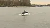 Delfin Delle wurde wieder in der Trave gesichtet.