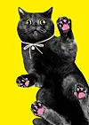 Eine schwarze Katze