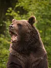Grizzly