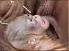 Im Rostocker Zoo hat es Orang-Utan-Nachwuchs gegeben.