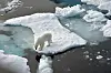Seine Heimat ist gefährdet: Ein Eisbär steht im Nordpolarmeer auf eine Eisscholle.