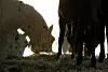 Pferd
