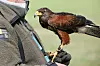 Bussard