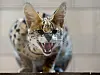 Serval, Raubkatze, entlaufen