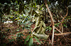 Eine Männer-Statue steht versteckt hinter Rhododendron