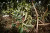 Eine Männer-Statue steht versteckt hinter Rhododendron