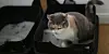 Welches Streu mögen Katzen am liebsten?