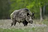 Wildschwein (Symbolbild).