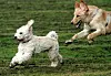 Zwei Hunde laufen spielend über eine Wiese.