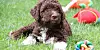 Rares Gut derzeit: ein Hundewelpe