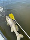 Ein toter Fisch treibt im Wasser.