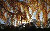 Wetter Hamburg: Die Aussichten  der Herbst ist da | MOPO