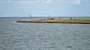 Pferde stehen auf einer Wiese auf der zu Hamburg gehörenden Insel Neuwerk