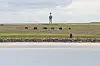 Pferde stehen auf einer Wiese auf der zu Hamburg gehörenden Insel Neuwerk.