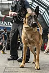 Fundhund im Glück. Statt lebenslang im Tierheim zu sein, kam er in den Polizeidienst