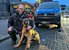 Malinoir irrte tagelang herrenlos durch niedresachsen und fand ein neues Leben.