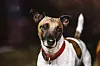 Jack-Russell-Terrier
