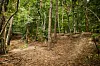 Unweit der „Hasenburg“ sind die Reste der „Landwehr“ im Wald noch gut erkennbar.
