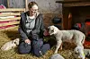 Schäferin Martina Jensen sitzt inmitten von Lämmern im Stall.