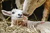Ein Schaf (r) beschnuppert sein soeben geborenes Lamm. In Schleswig-Holstein hat mit der Lammzeit die wichtigste Zeit des Jahres für Schäferinnen und Schäfer begonnen.