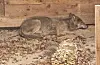 Ein Wolf in einem Gehege.