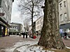Fußgängerzone Harburg: Platanen sollen gefällt werden.