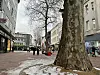Fußgängerzone Harburg: Platanen sollen gefällt werden.
