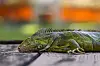 Ein betäubter Leguan