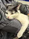 Die Katze Shila sucht ein neues Zuhause.