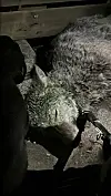 Wolf Hamburg