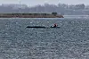 Der Buckelwal liegt noch immer auf einer Sandbank vor der Insel Poel.