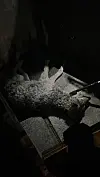 Wolf Hamburg