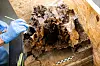 Corinna Mayer, Restaurateurin, untersucht in der Restaurierungswerkstatt vom Schloss Gottorf einen rund 10.500 Jahre alten Auerochsenschädel.