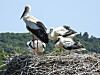 Eine Storch-Familie steht in ihrem Nest.