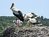 Eine Storch-Familie steht in ihrem Nest.