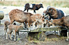 Tiere am Futtertrog im Wildgehege