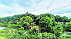 Wilder Wald Wilhelmsburg