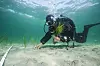 Seegras ist für das Meer als Lebensraum für Tiere, CO2-Speicher und Sauerstoffproduzent wichtig.